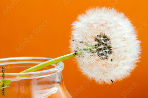 Fototapeta Naklejka Na Ścianę i Meble -  fiore di tarassaco su fondo arancio