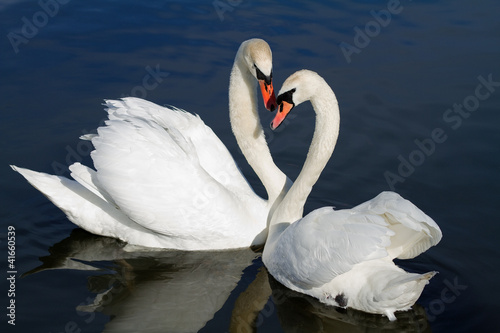 Fototapeta Romantic swan couple.