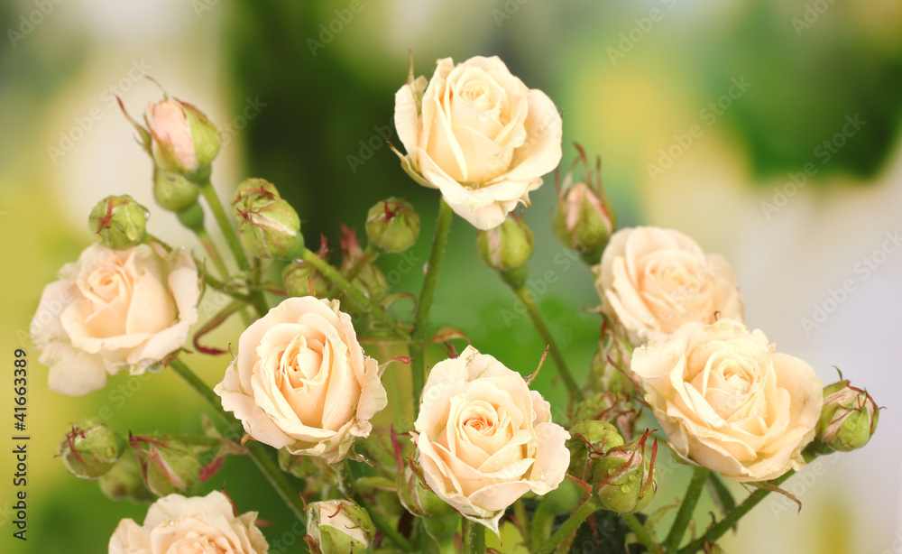 Beautiful small roses on green background Beautiful small roses on green background