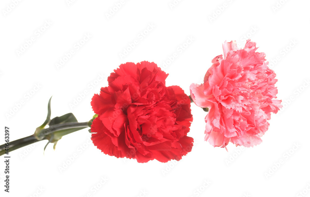 Two carnation isolated on white Two carnation isolated on white