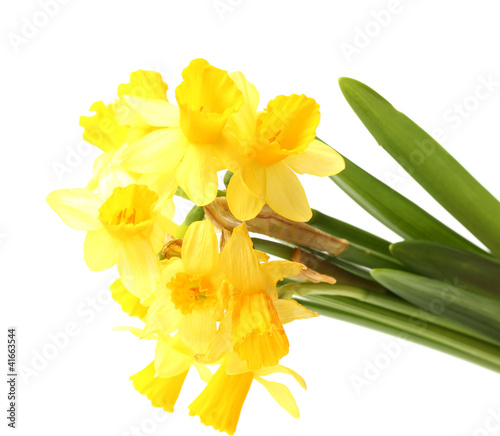 Fototapeta Naklejka Na Ścianę i Meble -  beautiful yellow daffodils isolated on white