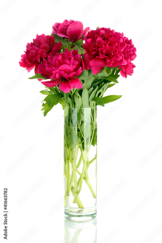 beautiful pink peonies in glass vase with bow isolated on white