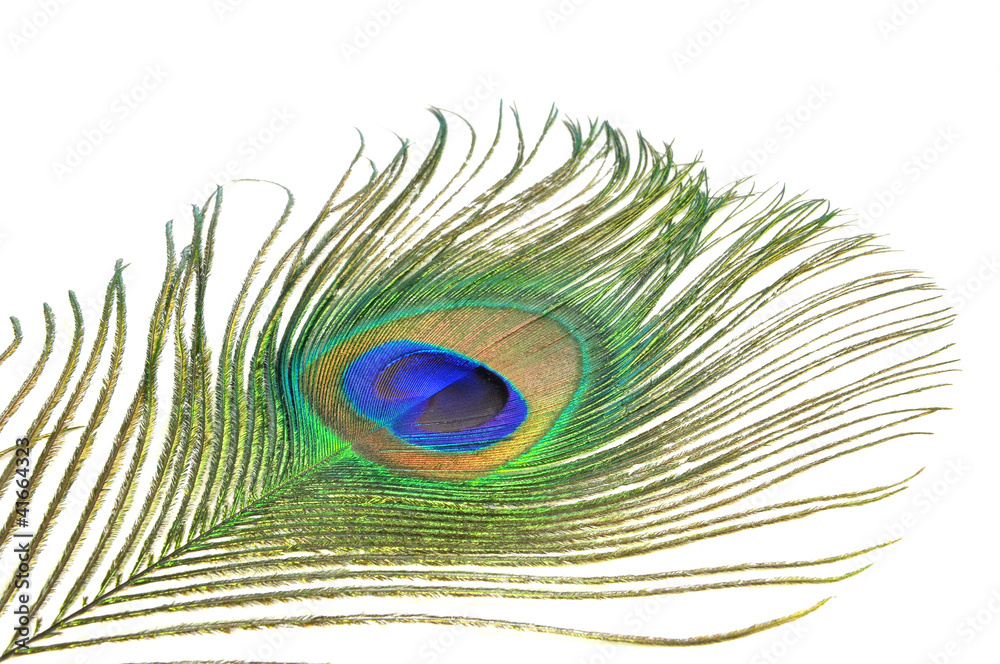 Obraz premium close up of peacock feather isolated on white