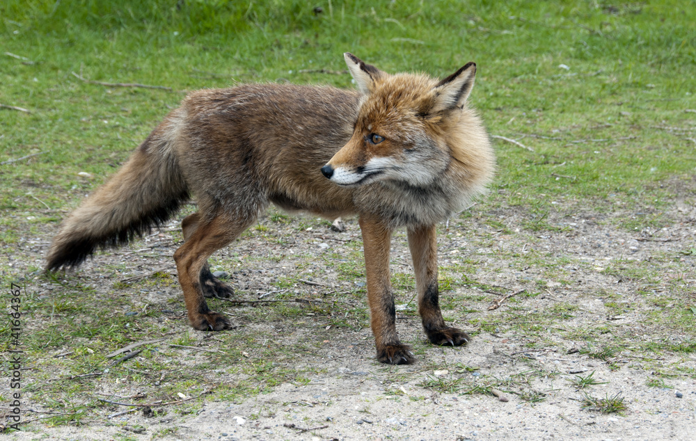 wil red fox in Holland wil red fox in Holland