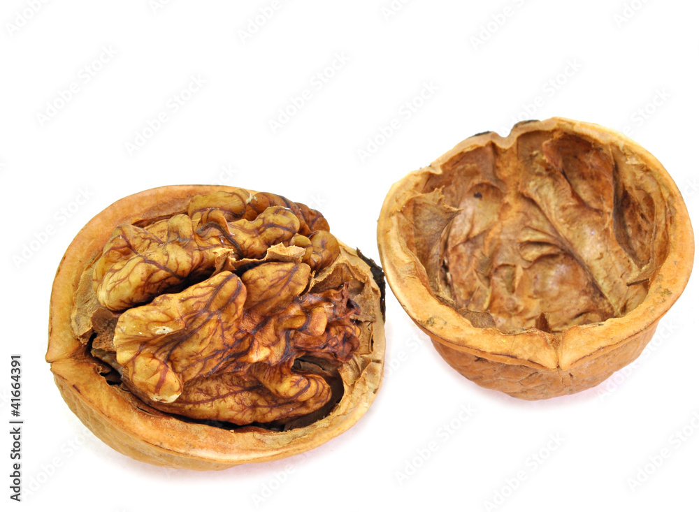 open shell of walnut on white background open shell of walnut on white background