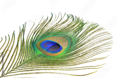 close up of peacock feather isolated on white