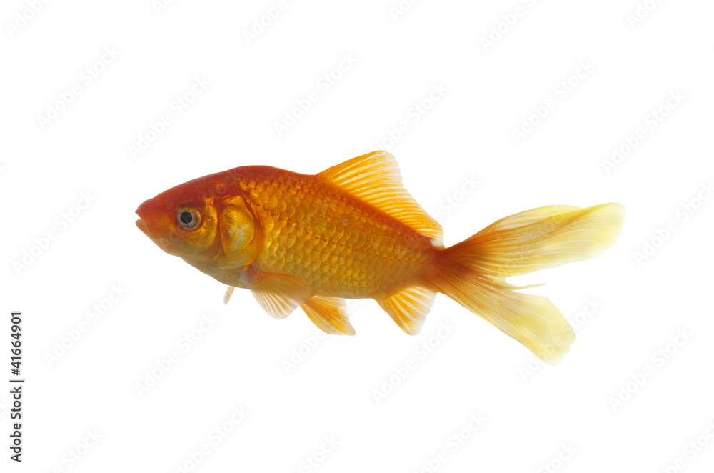 crucian carp crucian carp