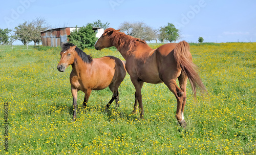 horses in flowery meadow © coco
