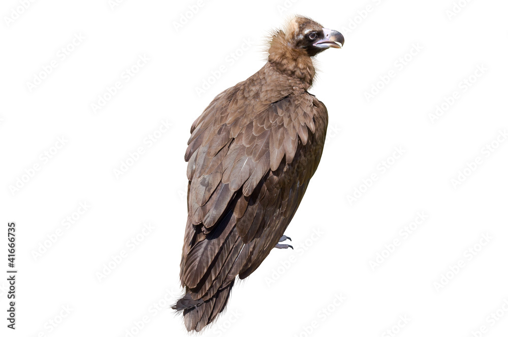 Fototapeta premium eagle isolated on white