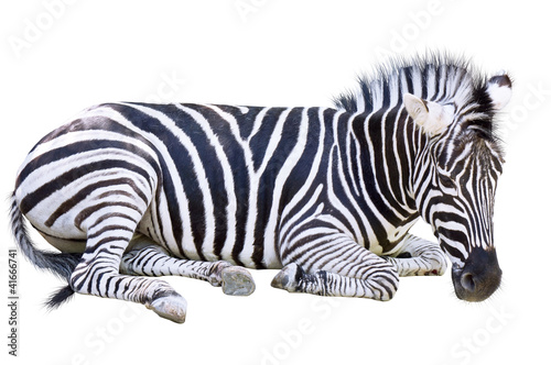 the Zebra