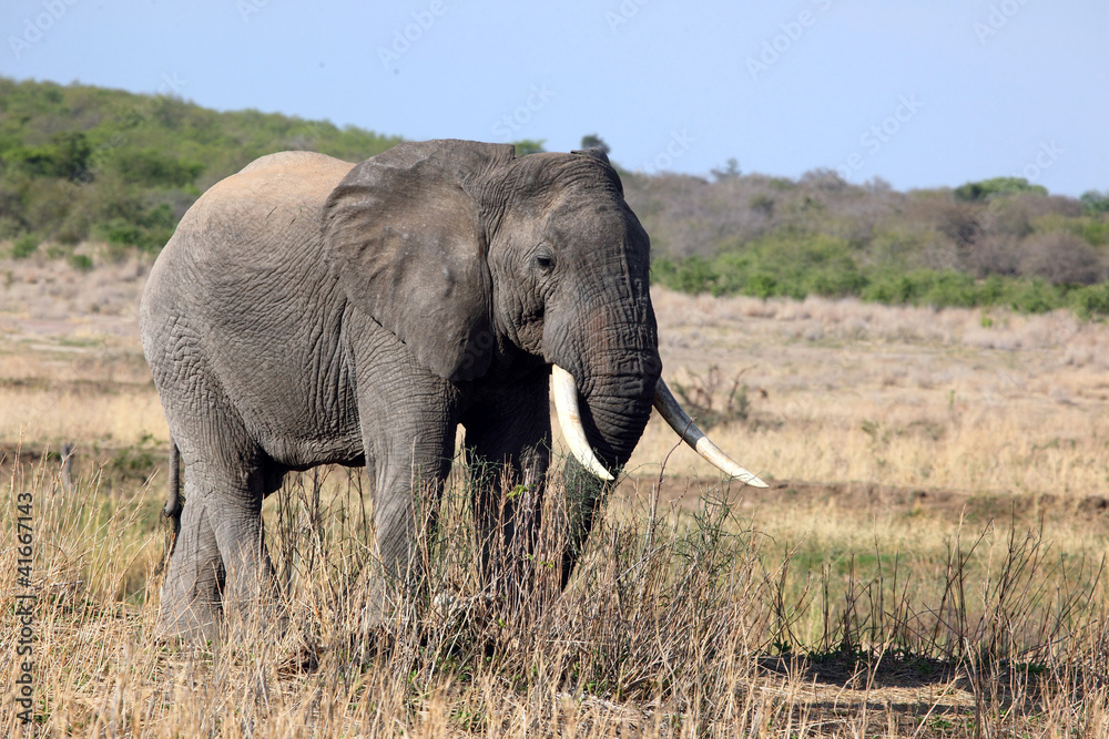Fototapeta premium Bull Elephant