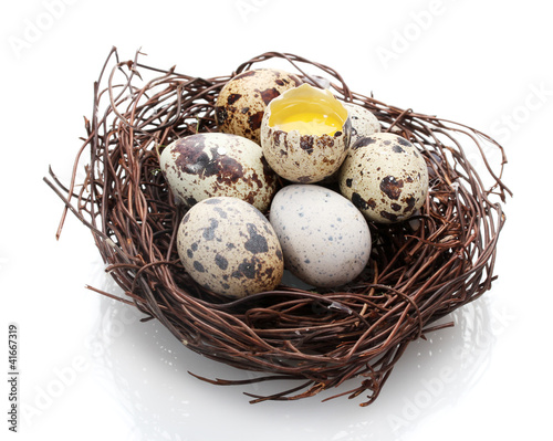 quail eggs in nest isolated on white