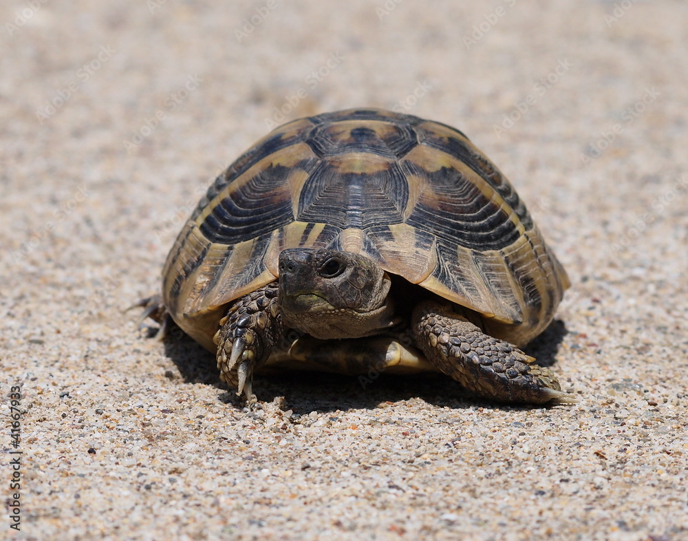 Fototapeta premium Hermann's Tortoise, turtle on sand, testudo hermanni