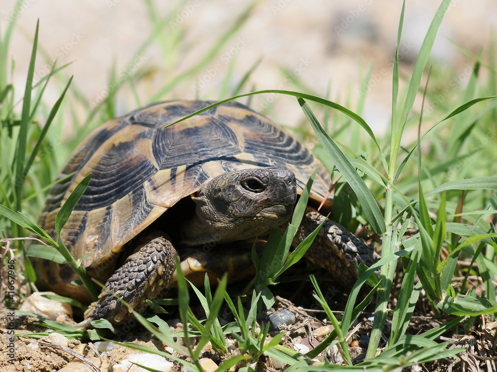 Hermann's Tortoise, turtle in grass, testudo hermanni Hermann's Tortoise, turtle in grass, testudo hermanni