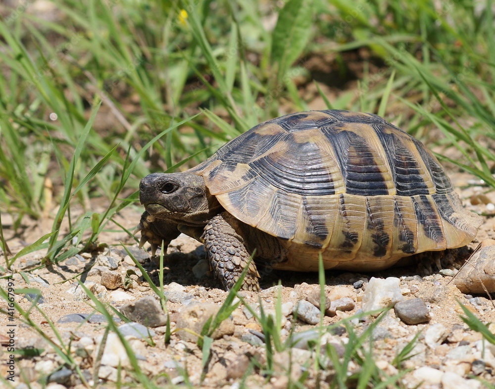 Hermann's Tortoise, turtle in grass, testudo hermanni Hermann's Tortoise, turtle in grass, testudo hermanni