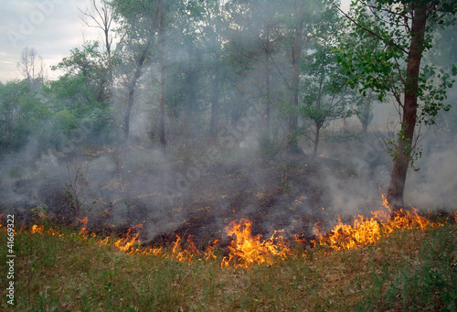 Fire burning in a pine forest © ekulik2011