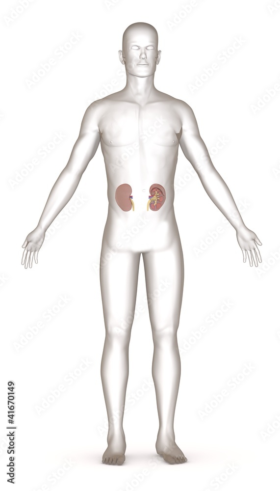 3d render of artificial character with kidneys