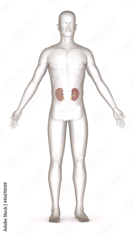 3d render of artificial character with kidneys 3d render of artificial character with kidneys