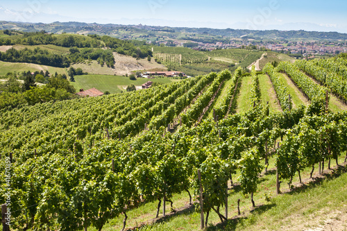 Tablou pe pânză Vineyard in Italy