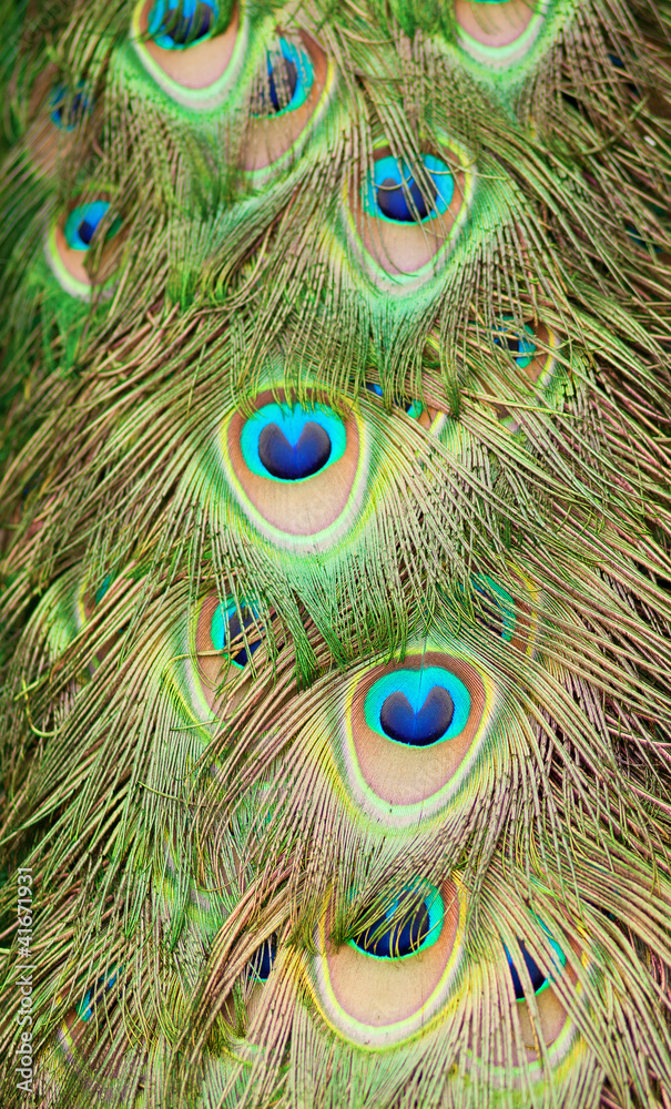 Fototapeta premium Closeup of beautiful peacock feathers