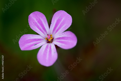 Blüte