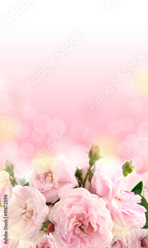 Background with beautiful rose
