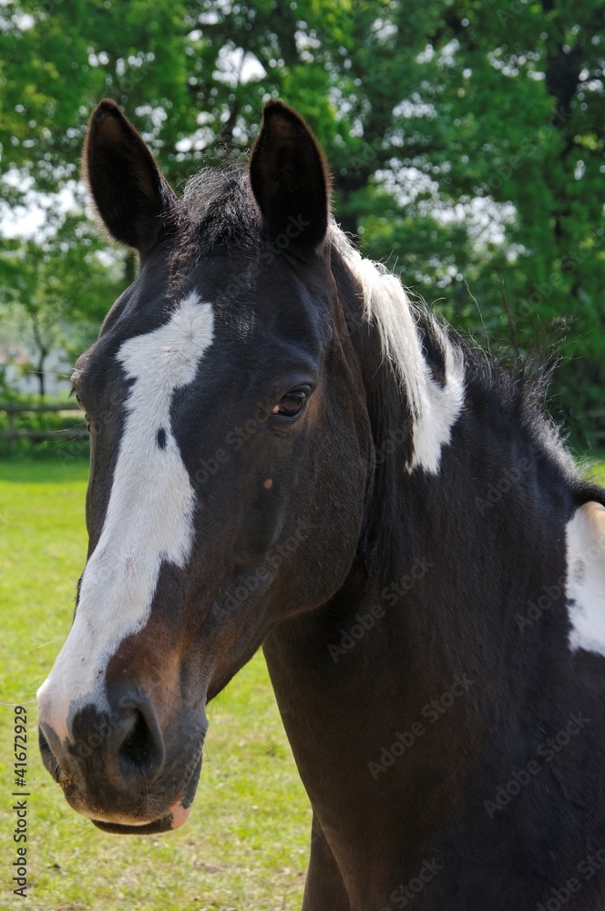 Pferdeportrait