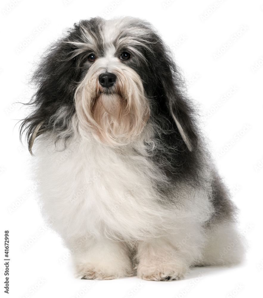 Cute sitting Havanese male dog is looking at camera Cute sitting Havanese male dog is looking at camera