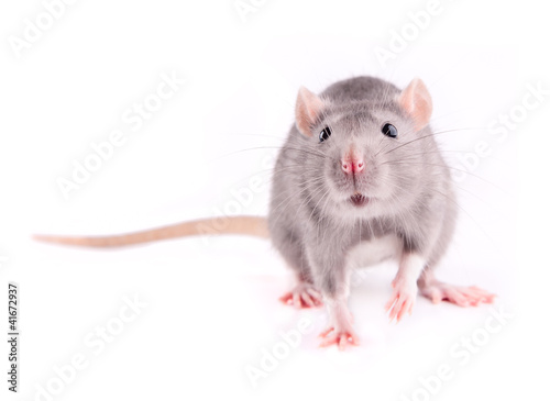 Grey rat isolated © usbfco