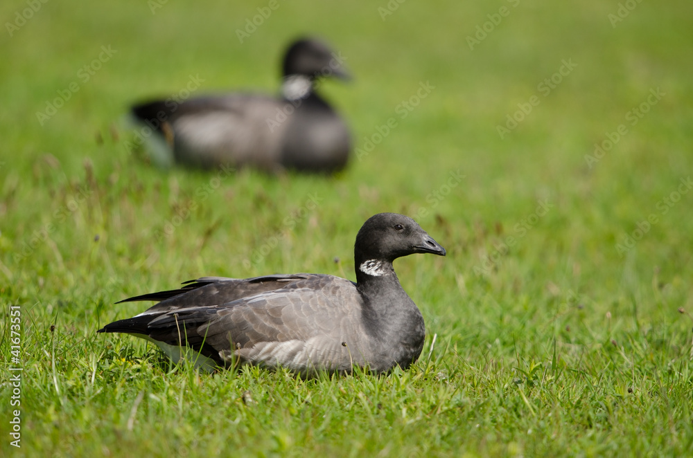 Ringelgans, Brant Goose, Branta bernicla Ringelgans, Brant Goose, Branta bernicla