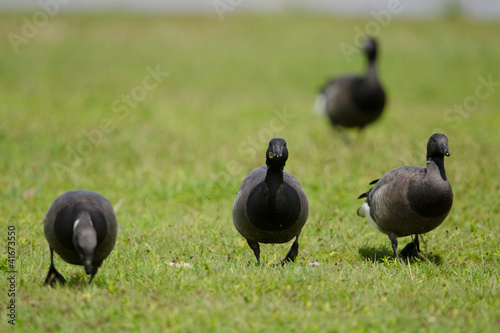 Ringelgans, Brant Goose, Branta bernicla photo