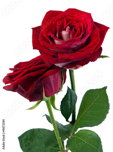Fototapeta Naklejka Na Ścianę i Meble -  Rose and Romance