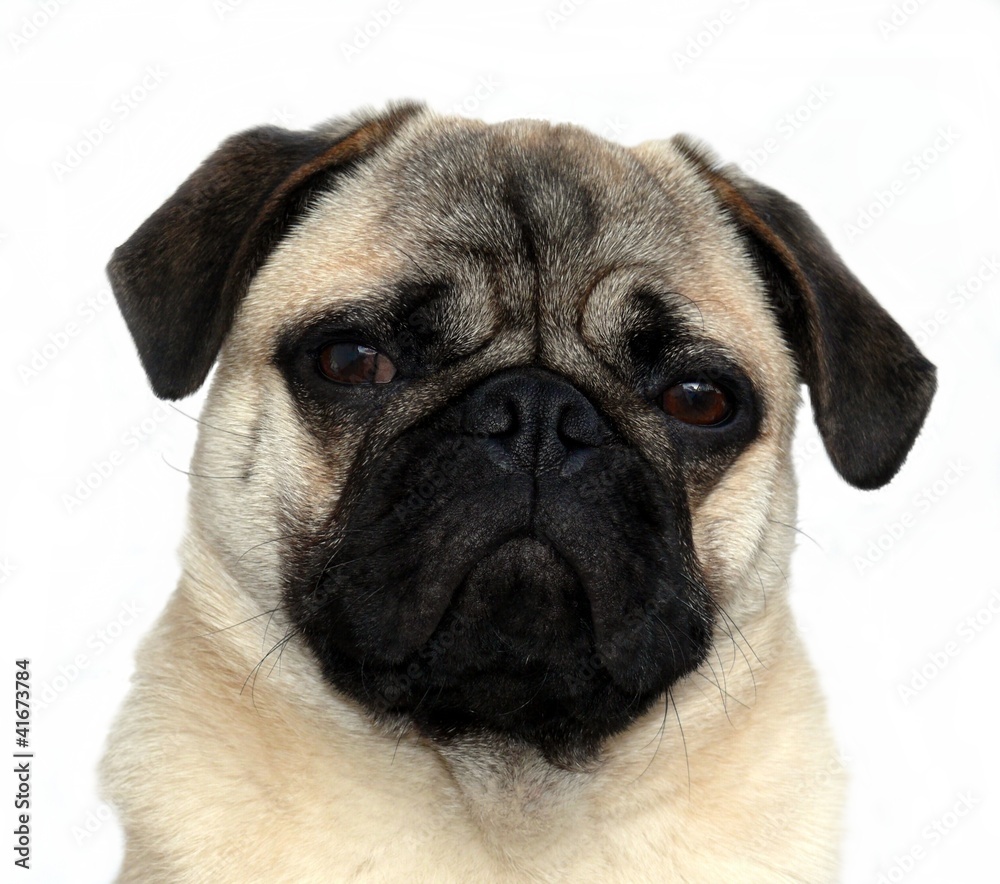 der intensive Blick der intensive Blick