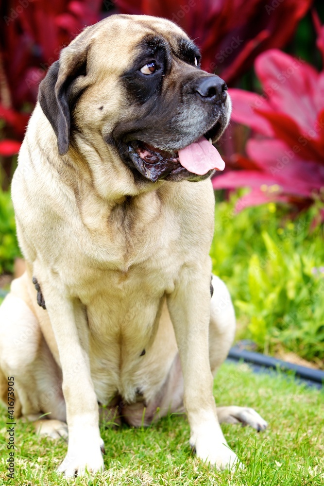 English Mastiff Sitting English Mastiff Sitting