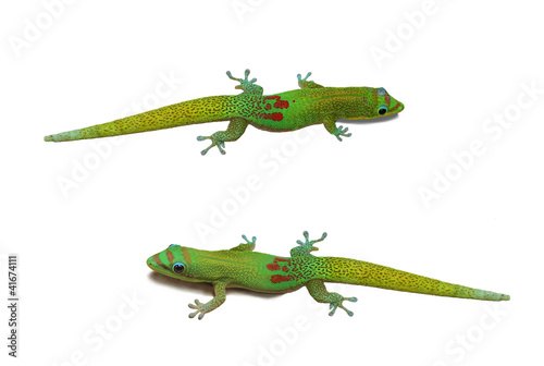 Two Gecko on isolated background