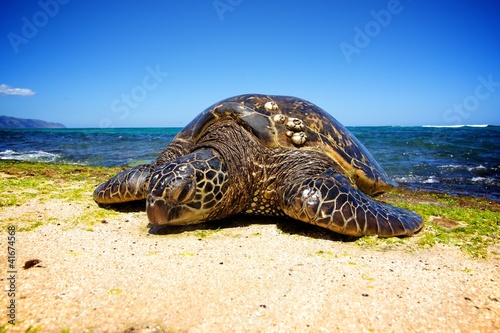 Sea Turtle on land