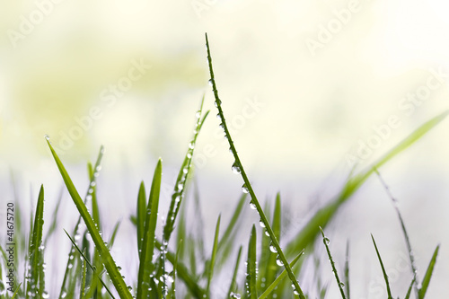 Grass with raindrops