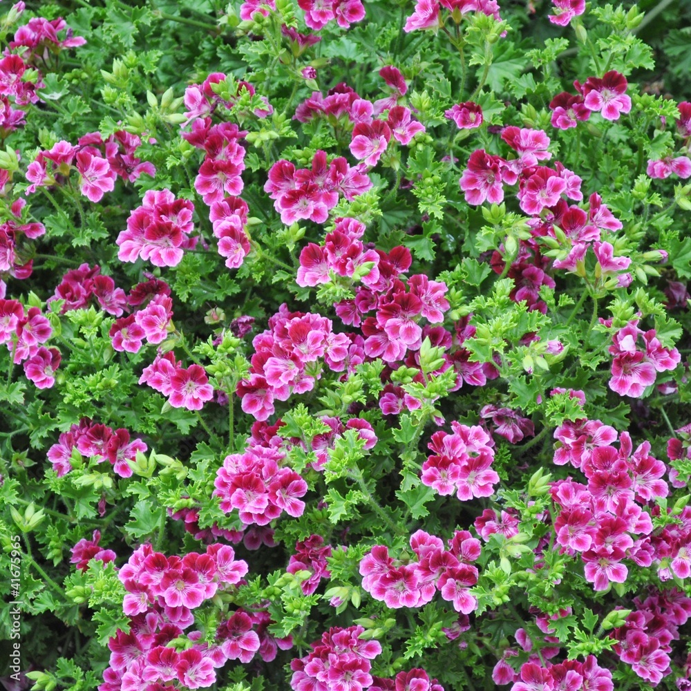 Geranium Geranium