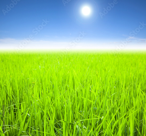green rice field on the summer morning