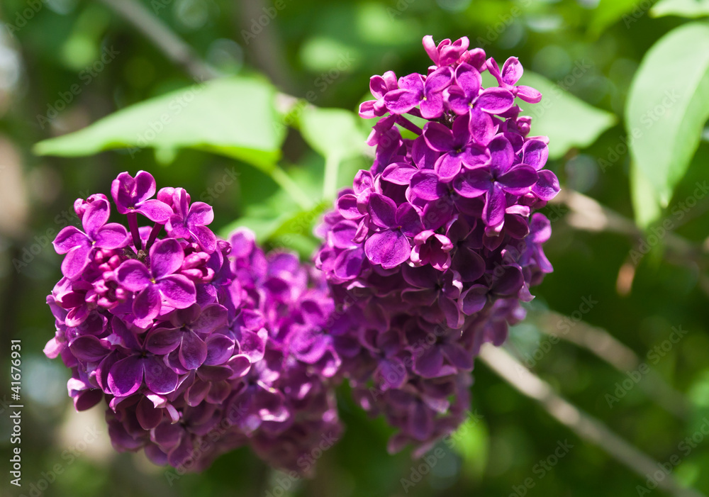 branch of lilac branch of lilac