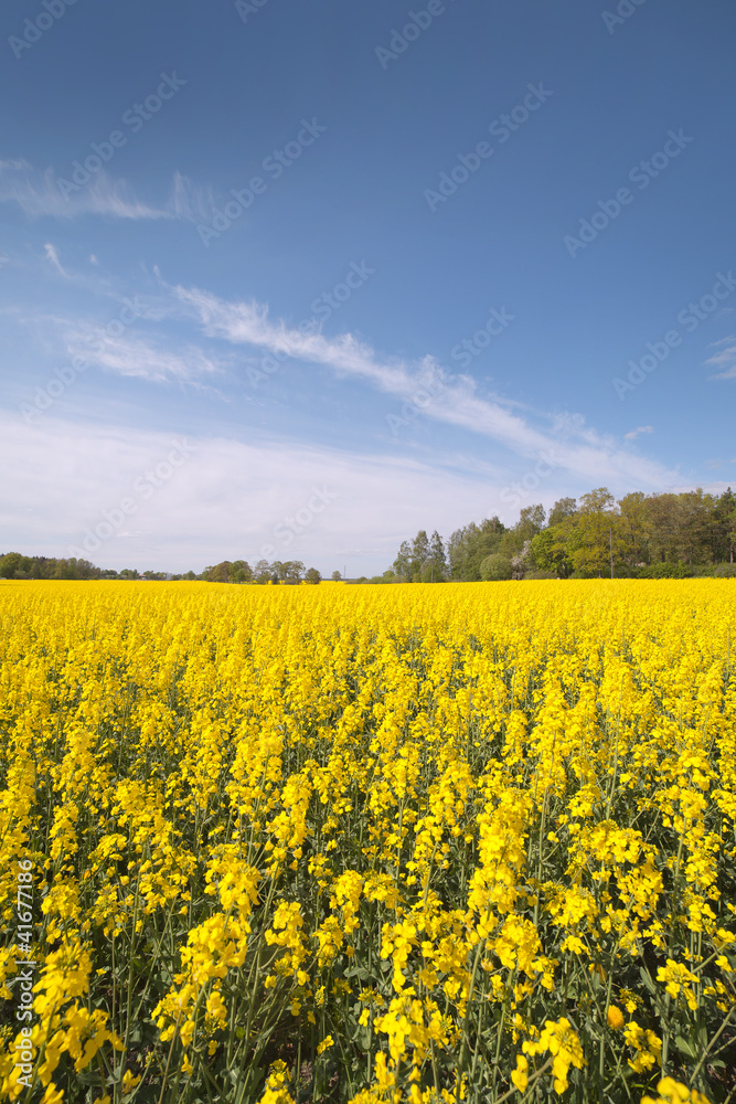 Canola field. Canola field.