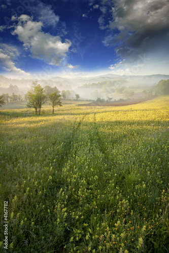 field of flowers and blue sky