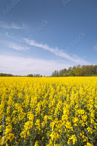 Canola field.