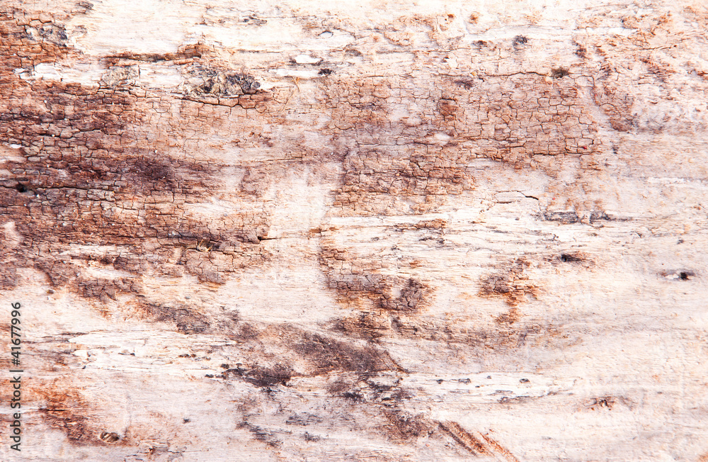 old wooden bark, texture, background