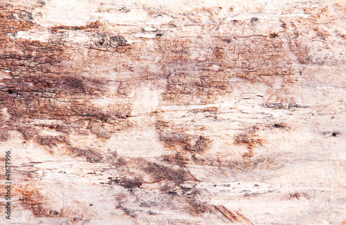 old wooden bark, texture, background