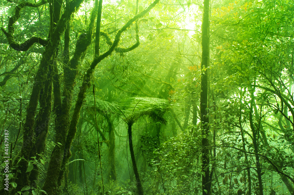 Mossy forest - obrazy, fototapety, plakaty 