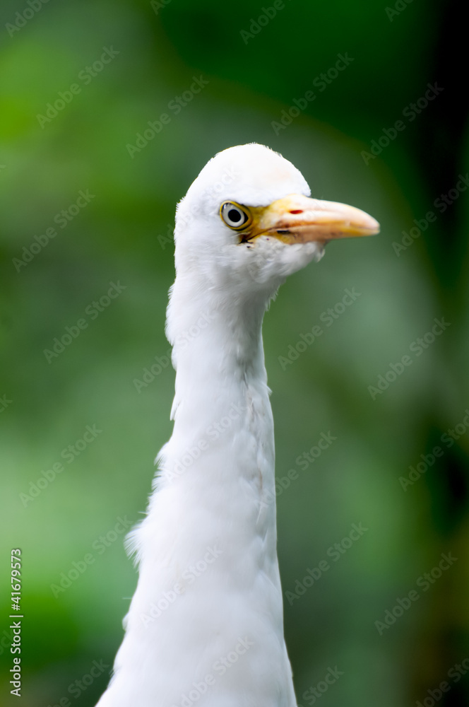 Egret bird close up