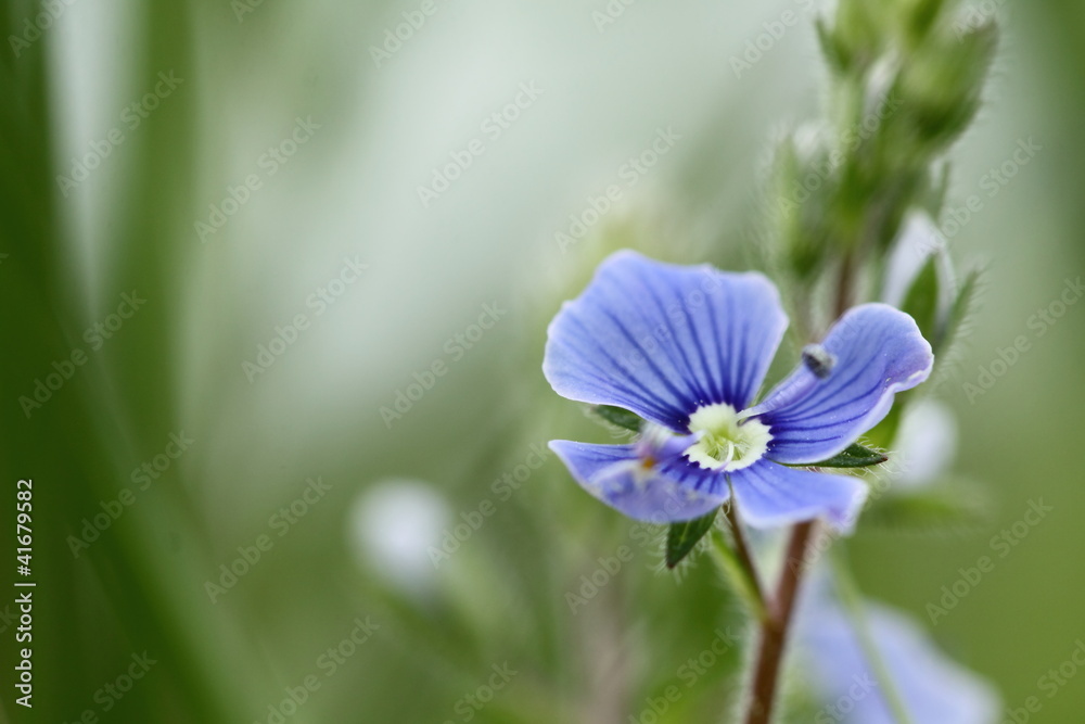 Wildflower Pansy Wildflower Pansy