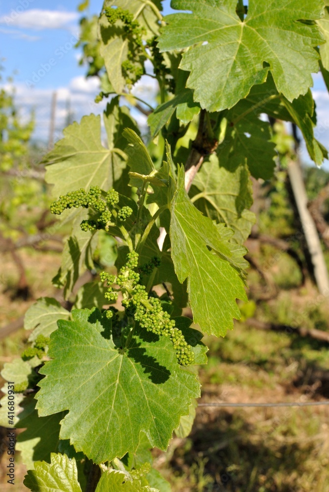Uva in maturazione Uva in maturazione