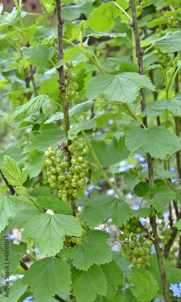 Red currant plant in the garden Ribes rubrum Red currant plant in the garden Ribes rubrum